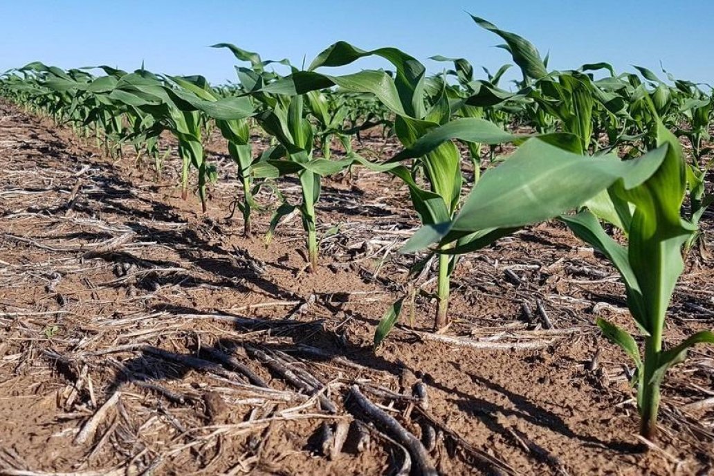 Todo indica que los maíces tardíos seguirán en encontrar caudal en la provincia.