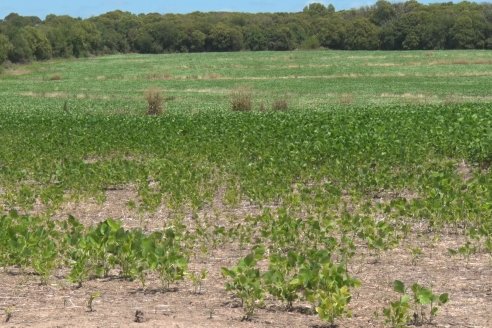 Preocupante: se ralentiza la siembra de maíz entrerriano