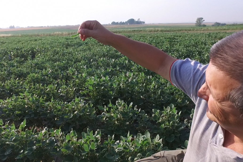 Extender el horizonte productivo del cultivo es el objetivo de la iniciativa.