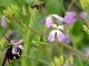 Este año Argentina ya tiene récord de ventas de abejas reinas