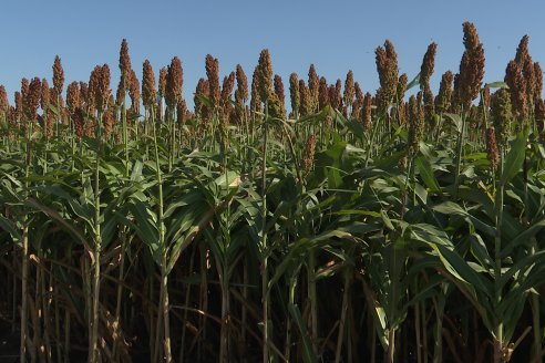 El sorgo entrerriano de este verano expone su mejor versión