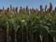 El sorgo entrerriano de este verano expone su mejor versión