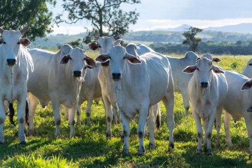 Aparente caso de vaca loca en Brasil paralizó el mercado vacuno