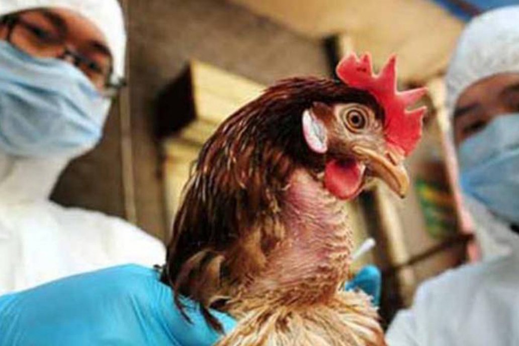 preocupación por la continua propagación de la influenza aviar