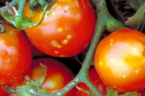 Ponen foco en el buen uso de los biológicos al producir tomates