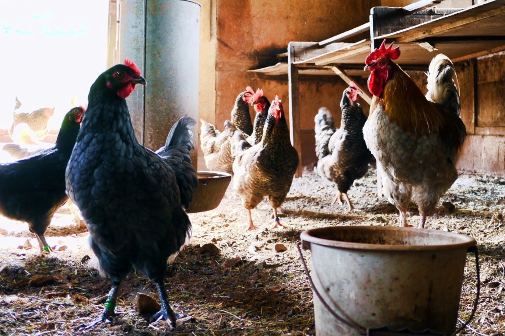 Los gallineros representan un frente de lucha central contra la enfermedad.