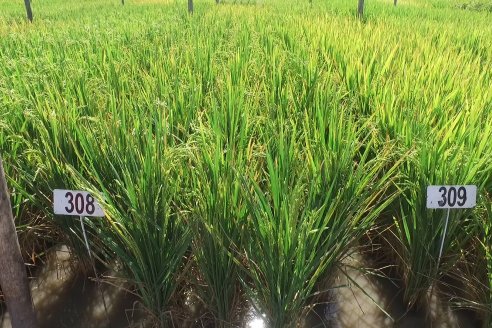 Al final del ciclo, el arroz entrerriano rindió casi 8.000 kilos por hectárea