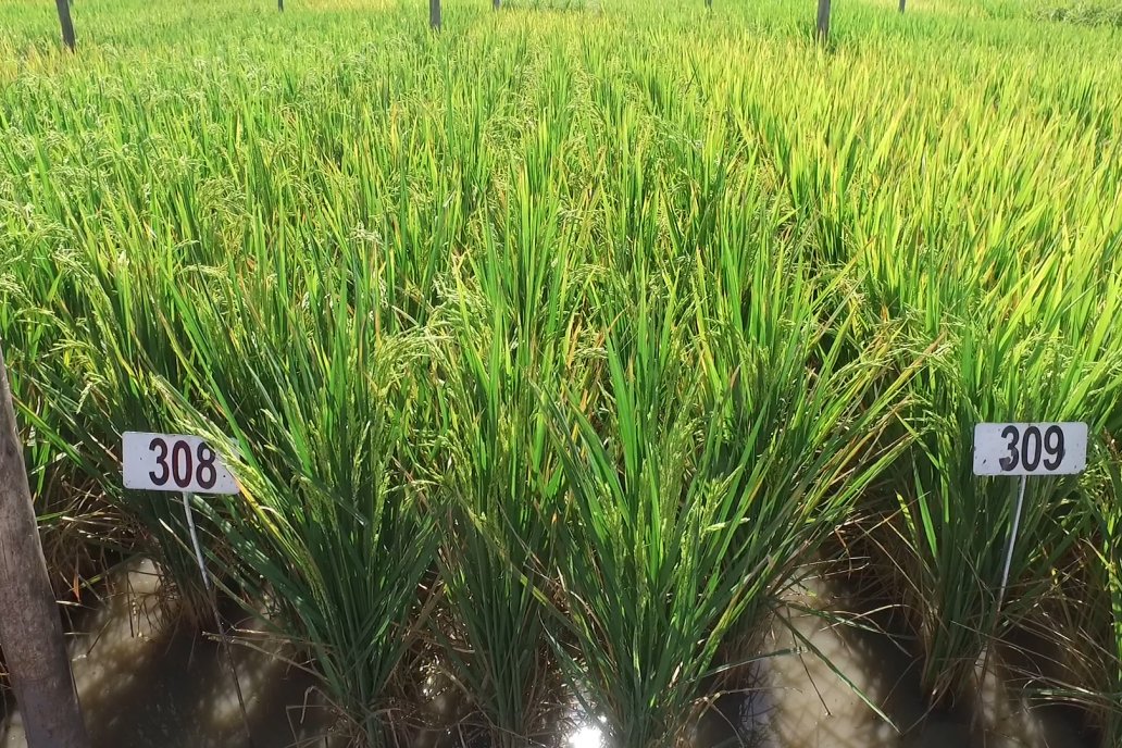 El arroz se cuenta entre los productos afectados por la medida inicial del 15%.