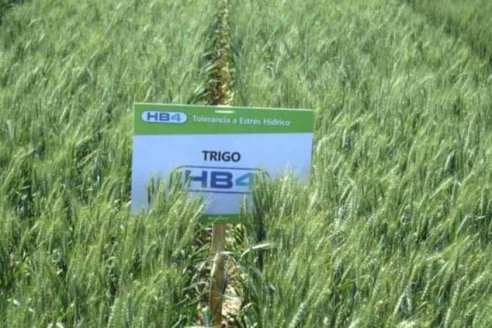 El trigo HB4 se abre espacio en el mercado internacional, ahora lo aprobaron en Indonesia