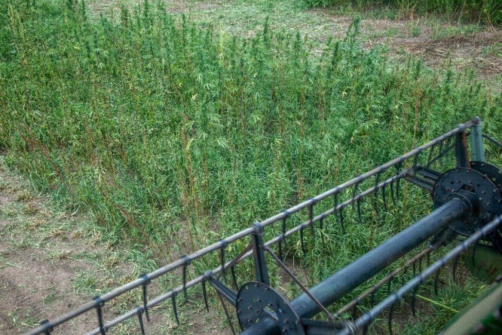 Los lotes experimentales están ubicados en provincia de Buenos Aires.