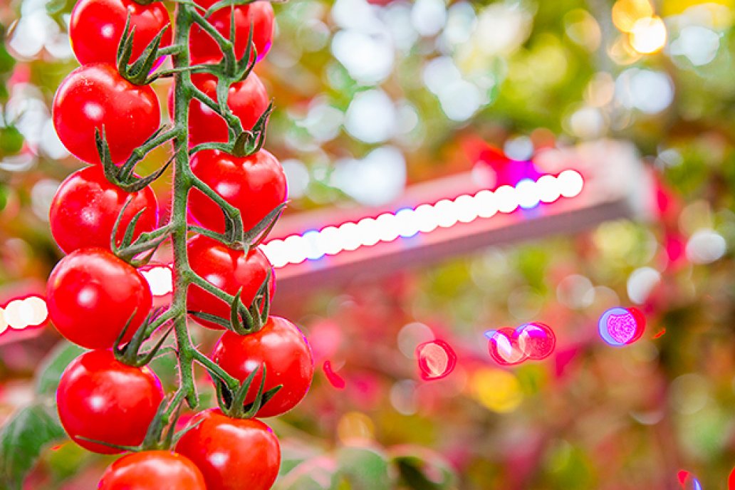 Iluminación LED podría mejorar rendimientos de los cultivos de interior