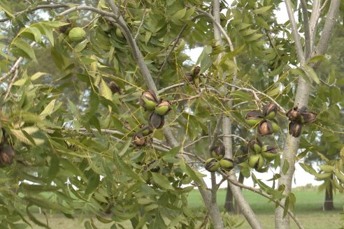 La problemática del pecán está directamente relacionada a su expansión por Entre Ríos