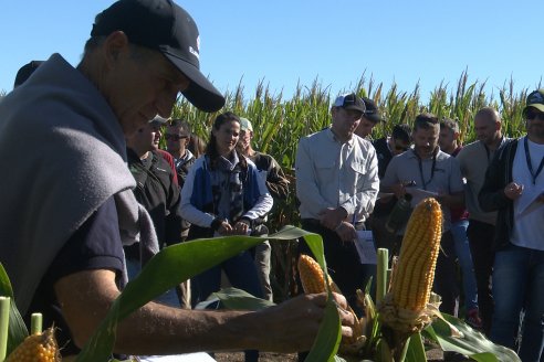 En campos de Victoria el maíz tardío despliega todo su potencial