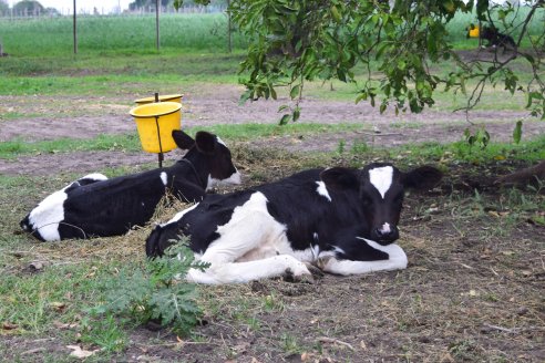Los sistemas de crianza colectiva como mejora del bienestar animal