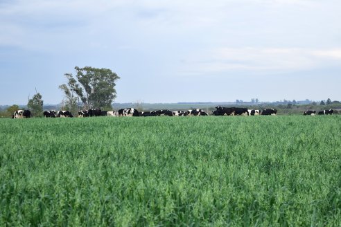 Aapresid ofrece pautas de manejo para mejorar la implantación de pasturas en este invierno