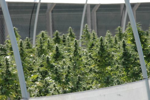 Relevan cultivadores de cannabis bajo el paraguas de la UNER