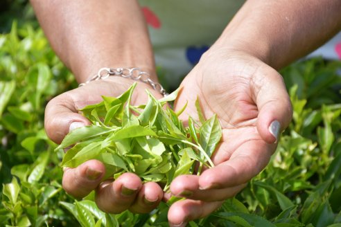 Con calidad para exigentes, el té argentino se posiciona en el mundo