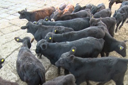 Hacienda en pie: la suba del precio promedio rondó el 10% en enero