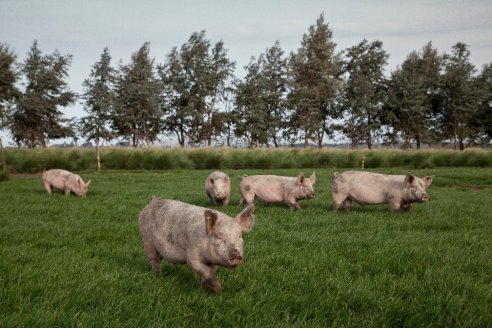 El sector porcino pone en foco la gestión de la huella de carbono