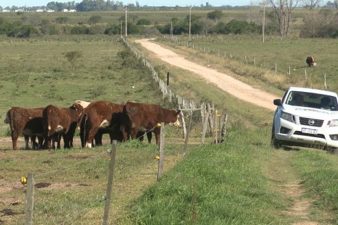 Vista al FeedLot Ecológico - EEA INTA C.del Uruguay