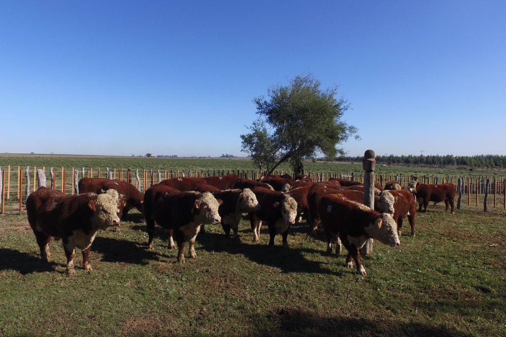 Los ejemplares saldrán a remate el 6 de septiembre en el INTA Uruguay. Los ejemplares saldrán a remate el 6 de septiembre en el INTA Uruguay.