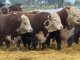Crece la demanda por semen y embriones bovinos argentinos