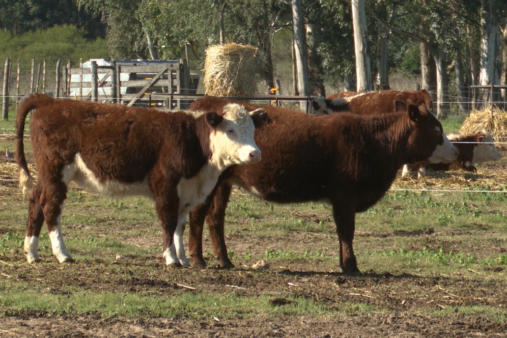 Por lógica, el productor preserva lo que le sirve y liquida las vacas secas.