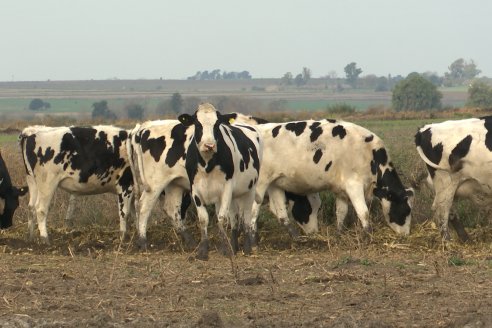 El uso del robot mejoró la calidad de vida de los hermanos Kemerer y sus 60 vacas lecheras