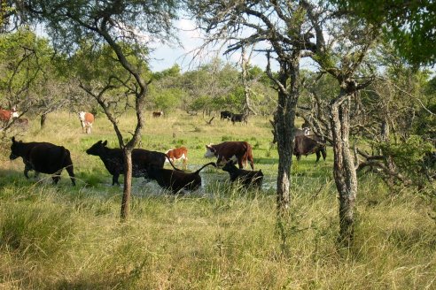 Con tecnología geoespacial para la ganadería Corrientes hace punta