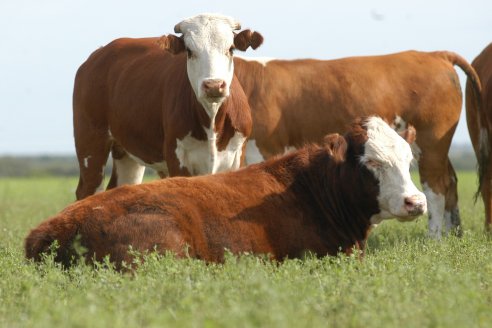 Sudamérica: miden y determinan una pérdida de pasto cercano al 20%