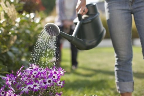 ¿Qué es el traspatio? Todos somos imprescindibles para cuidar la sanidad agropecuaria