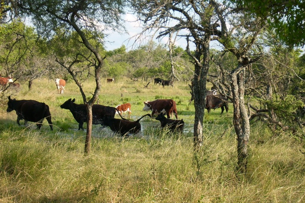 Con herramientas digitales definen la aptitud de un campo para producir carne.