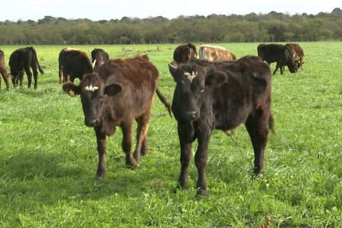 Argentina vuelve a exportar embriones bovinos "in vivo"