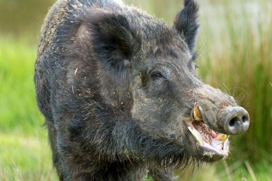 Animales salvajes pueden tener larvas de parásitos del género Trichinella. Animales salvajes pueden tener larvas de parásitos del género Trichinella.