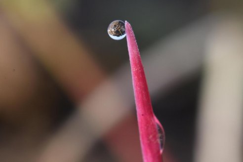 Un nuevo modo de acción para el control de ryegrass en cultivos de invierno