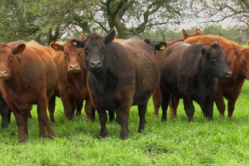 Estancia Don Pastor vende 40 toros y 250 vaquillas