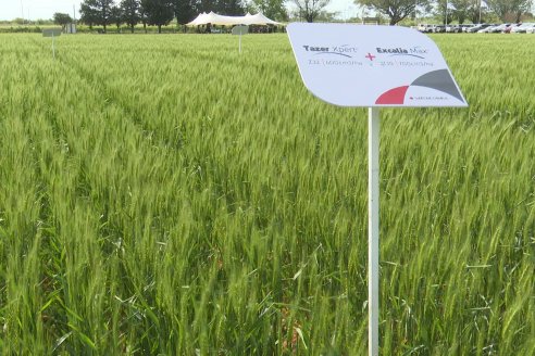 Jornada a Campo de Sumitomo-Chemical y Agrofe Campo - Presentación de Excalia Max en Victoria