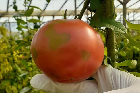 Apareció otra quinta infectada con el virus rugoso del tomate