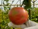 Apareció otra quinta infectada con el virus rugoso del tomate