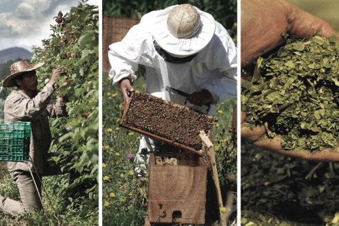 Productores orgánicos pagarán la mitad de todas las cargas patronales