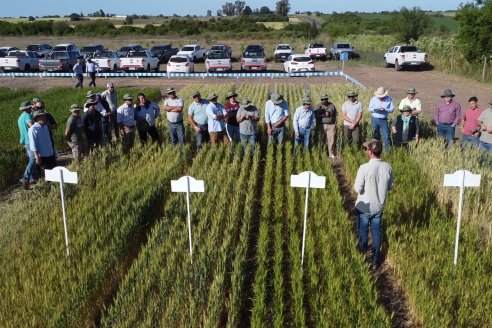 Agricultores estadounidenses ahora pueden cultivar el trigo HB4 hecho en Argentina y que resiste a sequía