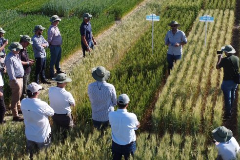 La Facultad muestra su plan de mejora genética en trigo