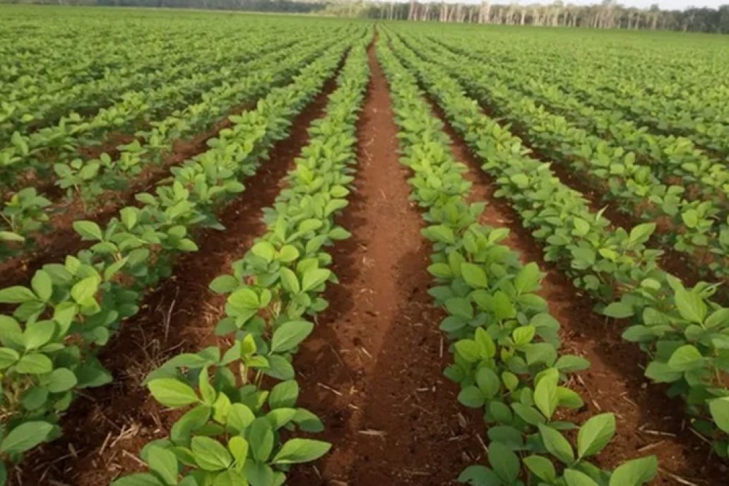 Uruguay tiene buenas previsiones para los cultivos de verano