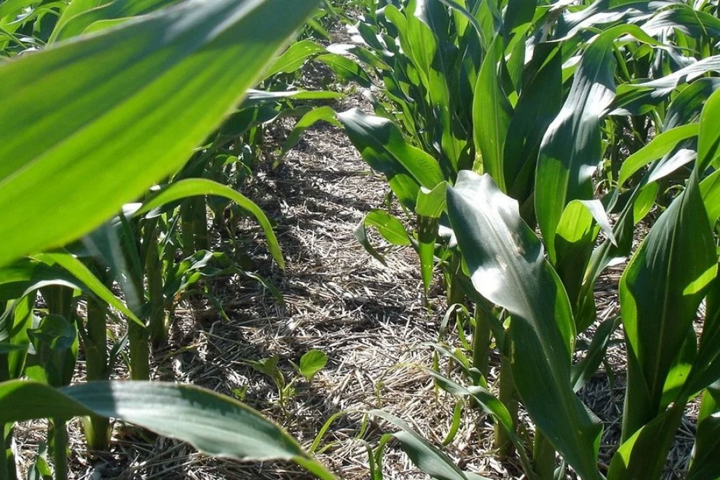 El maíz tardío crece sobre casi 70.000 hectáreas entrerrianas.
