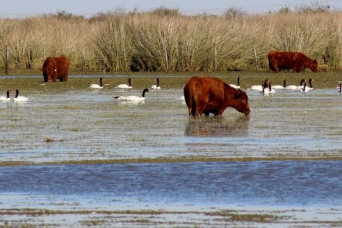 Tragedia en Diamante con la muerte de un trabajador rural cuando sacaba hacienda de las islas