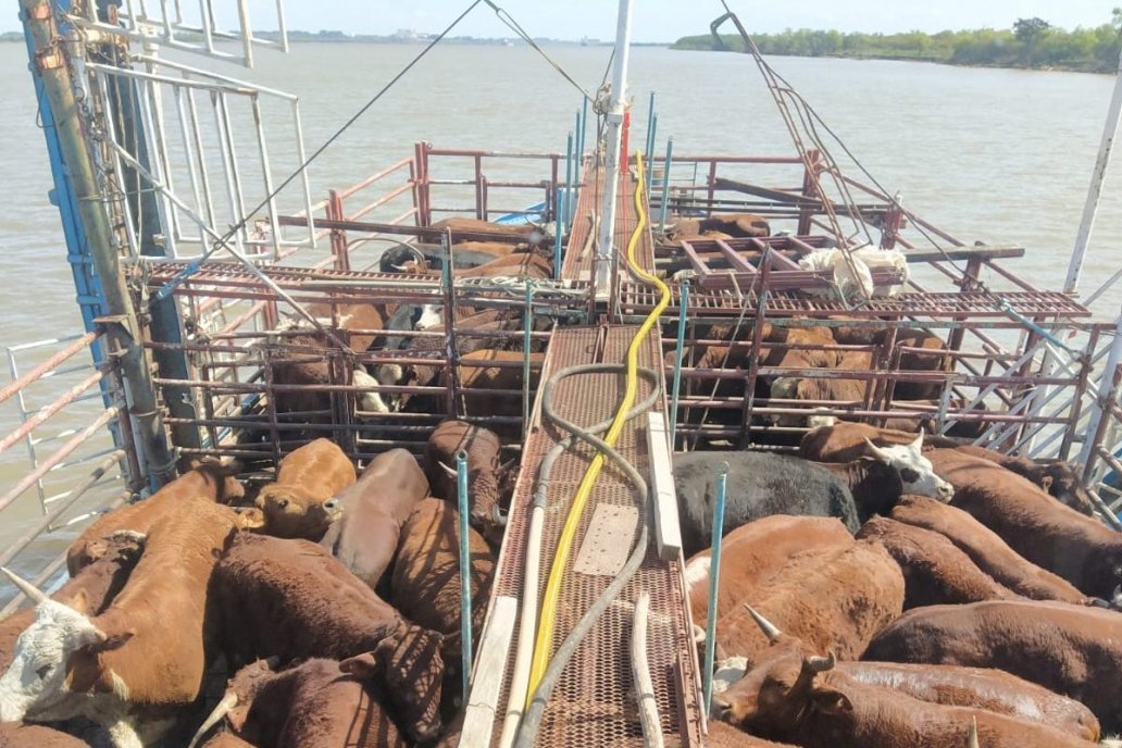 Hay casi 600 mil cabezas de ganado bovino en islas