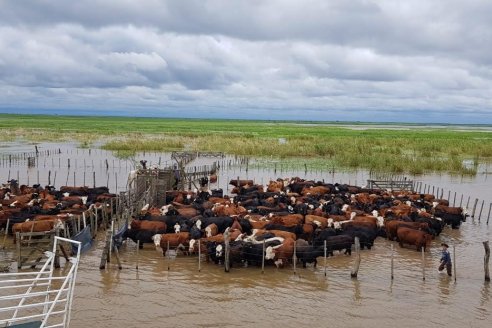 La salud animal en tiempos de inundaciones