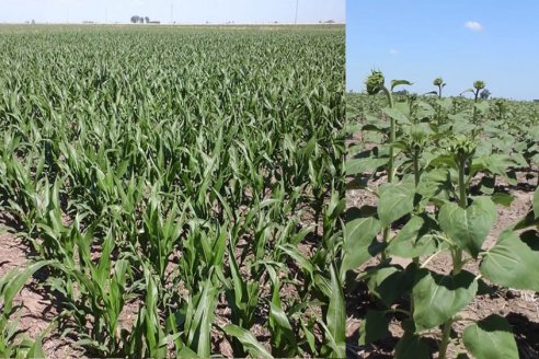 Entre Ríos: Buen desarrollo en maíz y girasol