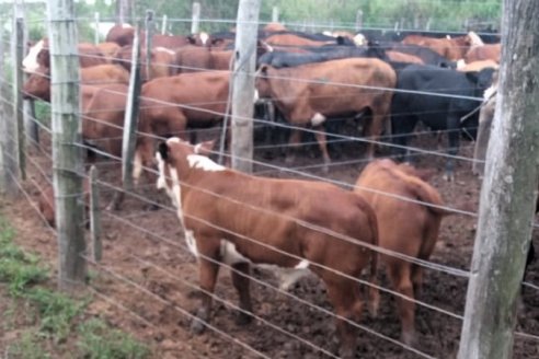Facilitan el movimiento de hacienda desde islas a tierra firme ante posible creciente en los cauces entrerrianos