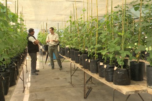 Programa de Mejoramiento Genetico de Soja INTA Paraná - Obtención Paraná 6000